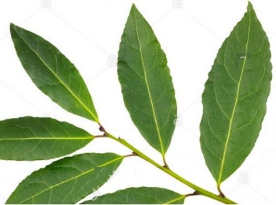 bay_laurel_tree_leafs_eurofora_400 bay_laurel_tree_leafs_eurofora_400
