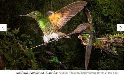 best_bird_photos_2020__a_loving_father_400