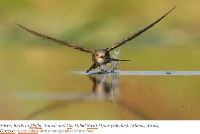 best_bird_photos_2020__greece_to_buy_jfs_turkey_no_due_to_s400_400_02