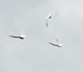 coe_3_white_doves_together