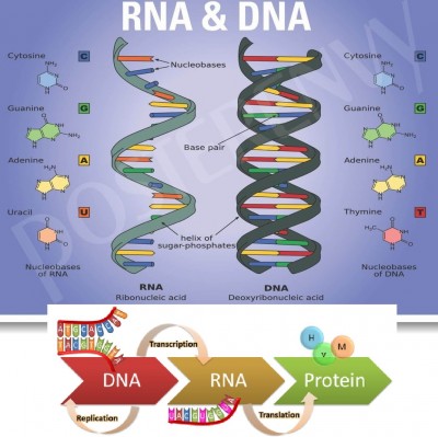dna__rna_eurofora_patchwork_400 dna__rna_eurofora_patchwork_400