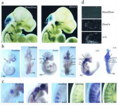embryos_mutation_comparison_400