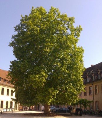 ena_courts_huge_tree_eurofora_400 ena_courts_huge_tree_eurofora_400
