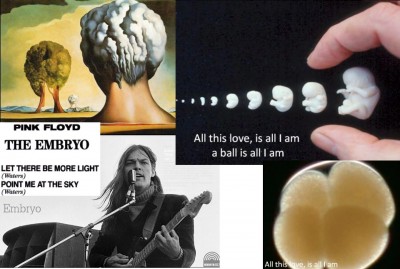 floyd_embryo_400_01