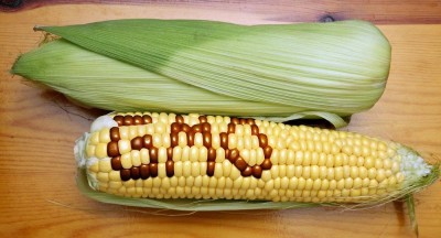 gmo_maiz_400 gmo_maiz_400