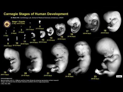 human_embryon_400