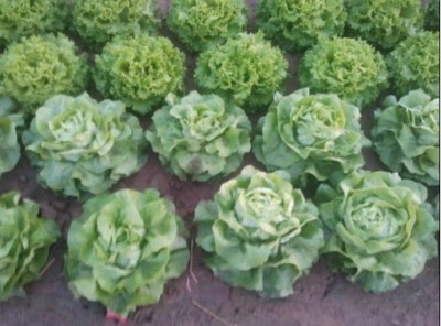 salades_400 salades_400