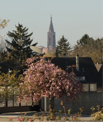 strasb._cathedral_family_homes_spring_flowers_patrick_bracker_for_eurofora_400